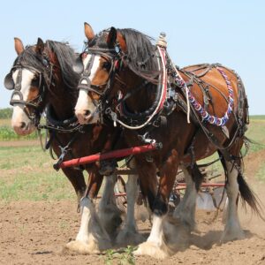 clydesdale, plowing, horse