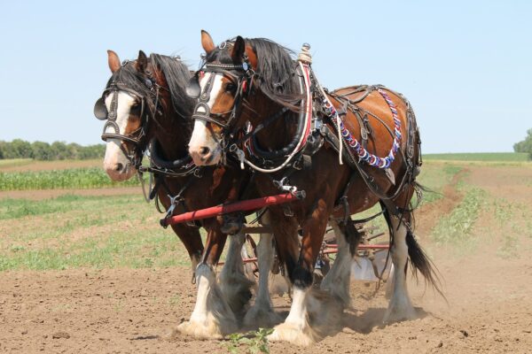 clydesdale, plowing, horse